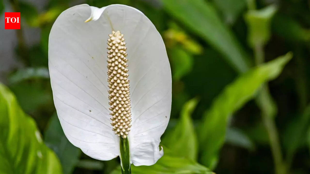 Peace lily benefits: How this elegant plant cleans air and calms your mind |