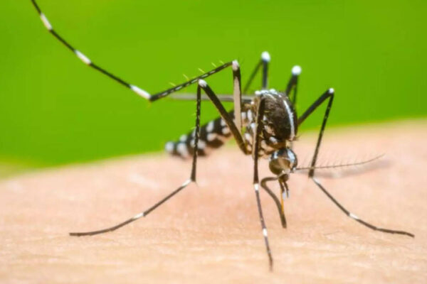 Low Vitamin D may worsen Dengue outcomes, global study raises questions for India | India News