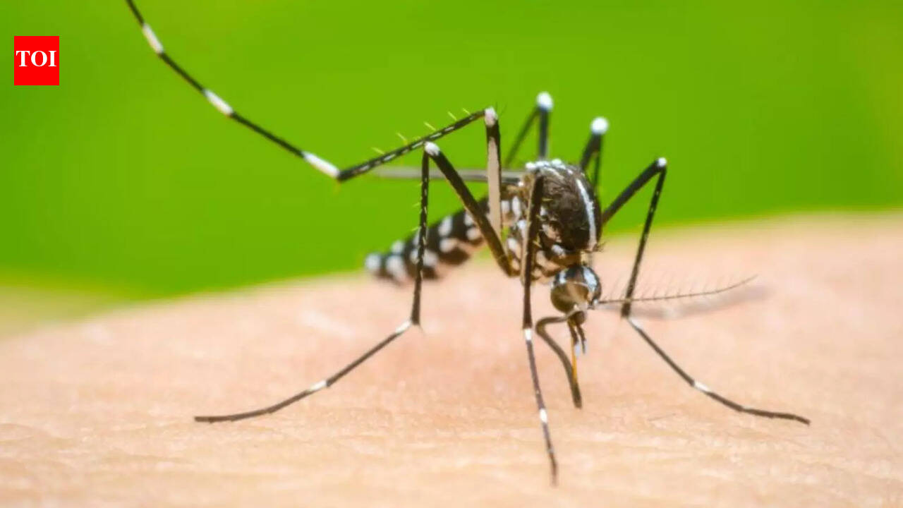 Low Vitamin D may worsen Dengue outcomes, global study raises questions for India | India News
