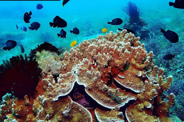 Earthquakes beneath Antarctica may be the reason of rich marine life