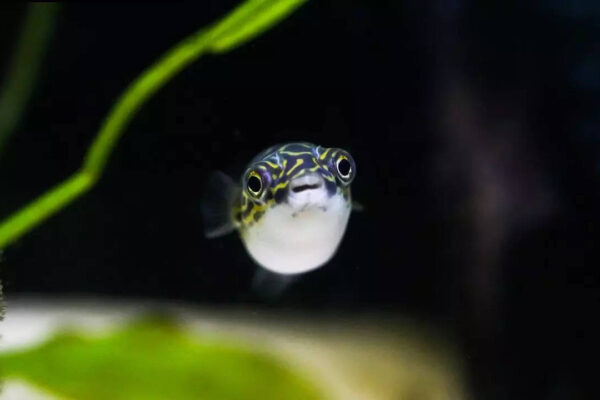 Japan’s underwater crop circles mystery turns out to be a mating signal of this small fish