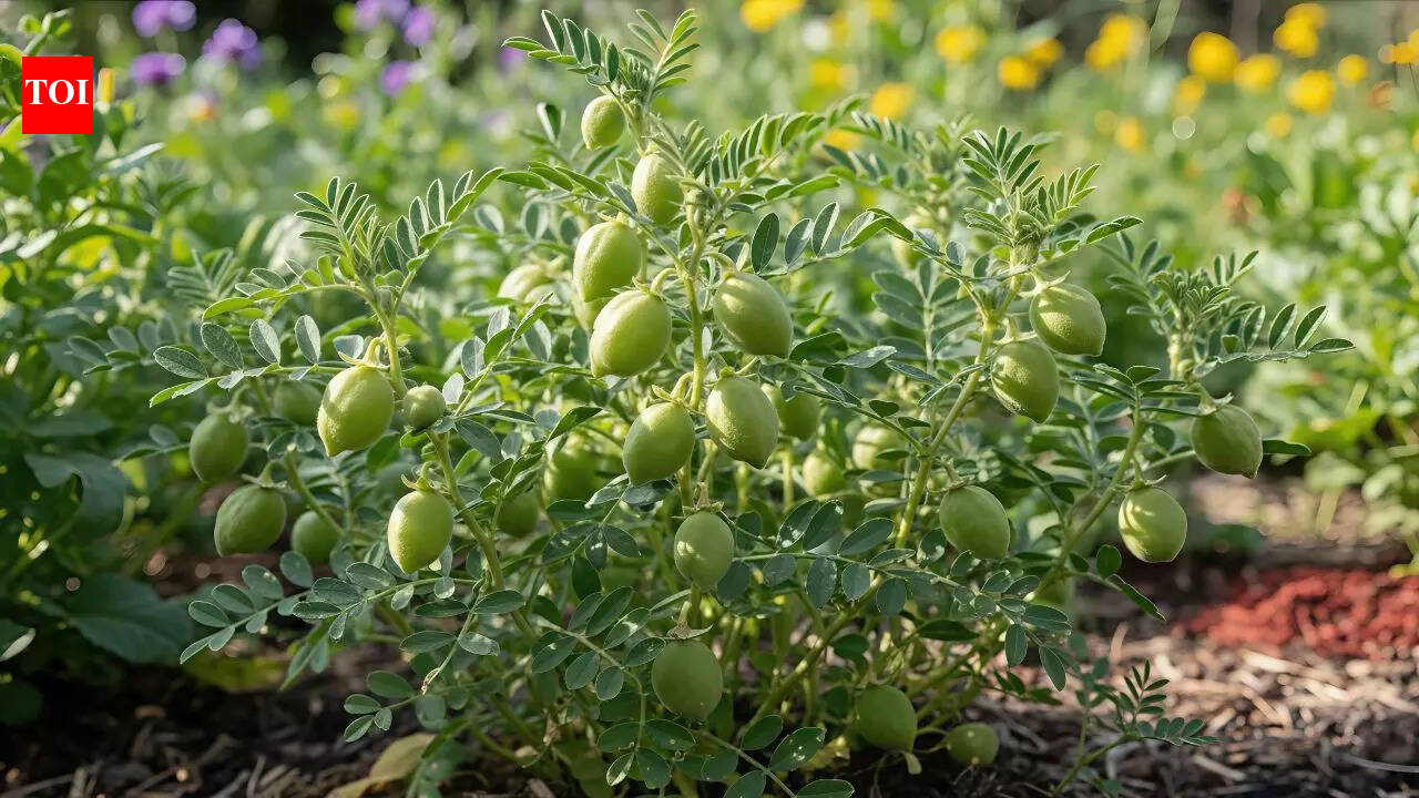 Grow your own chickpeas at home: Simple pot gardening tips