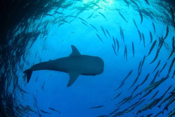 Why so many shark attacks off Sydney’s beaches? Here’s what scientists say drew sharks closer