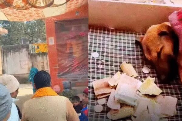 Stray dog doing ‘Parikrama’ in UP: Neurological disorder, not spiritual instinct; rescued by vets | Meerut News