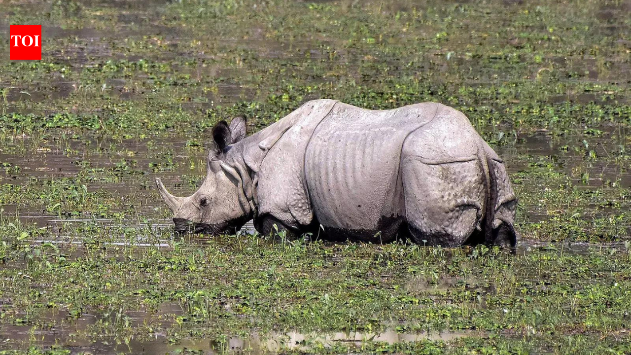 Rhinos roamed Western Ghats foothills 3,500 years ago: Study | India News