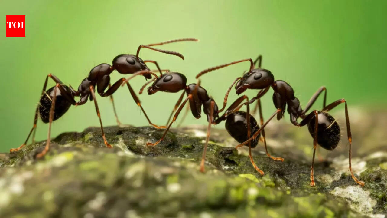 Ants vs. Humans: How tiny ants survive deadly radiation that humans cannot