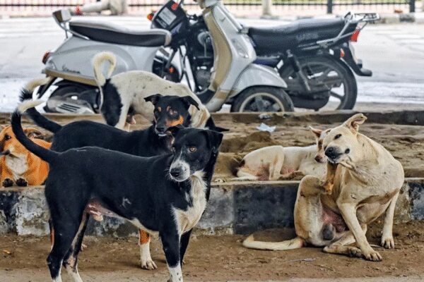 Mass dog killings rattles Telangana: 200 more canines found dead in Hanamkonda; toll rises to 1,100 | India News