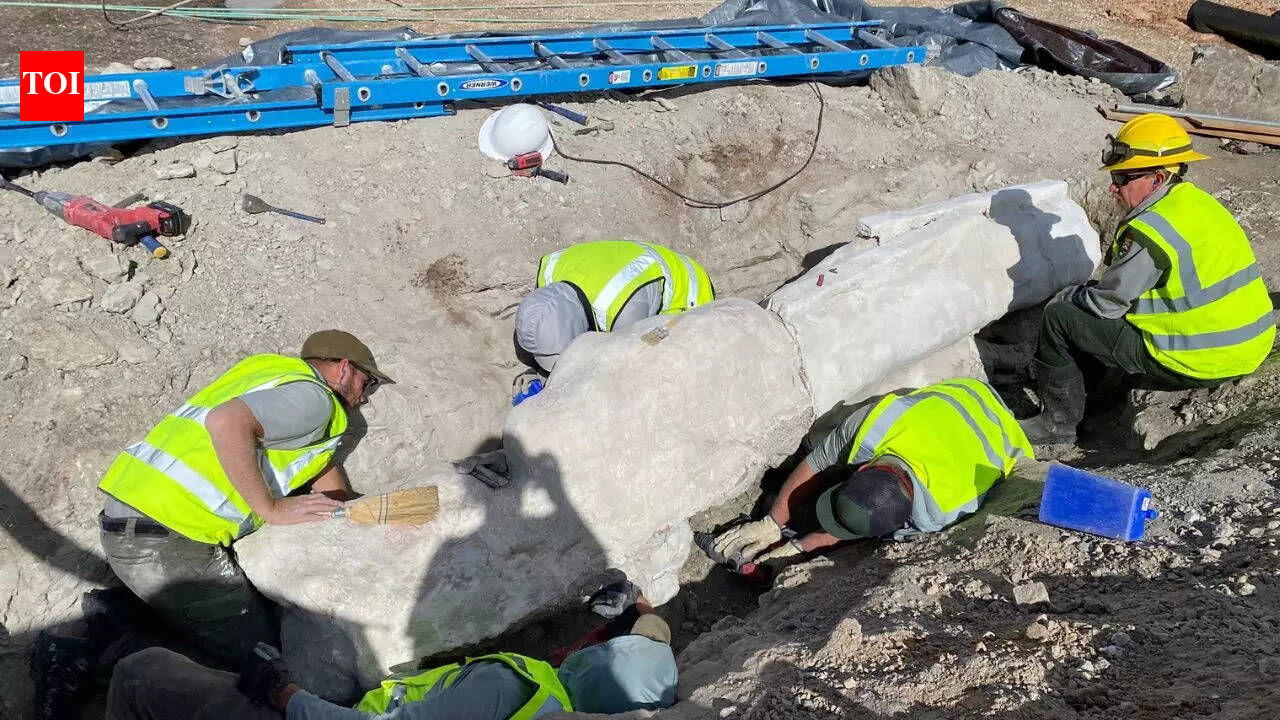 New dinosaur fossils found under a parking lot reveal a 100-year-old secret in Colorado