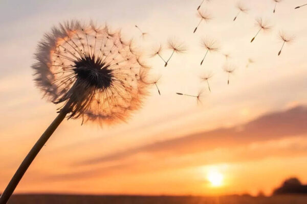 Think dandelions are pointless? Health benefits of dandelion you probably didn’t know about