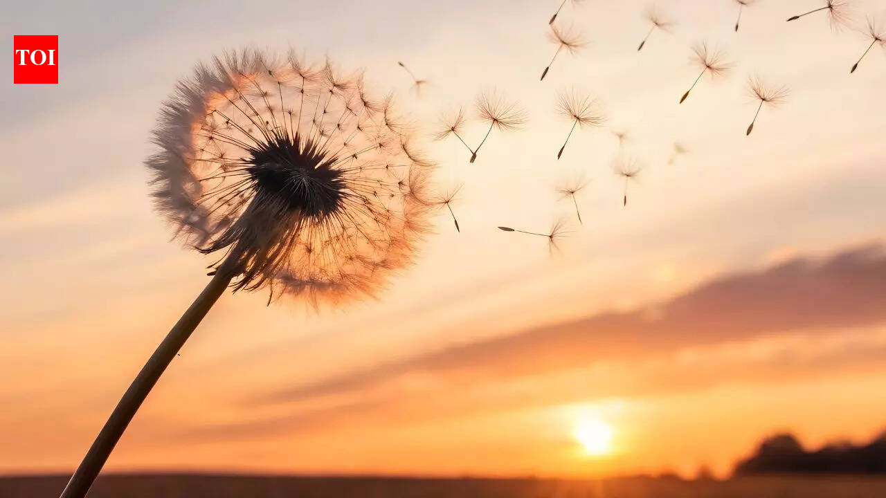 Think dandelions are pointless? Health benefits of dandelion you probably didn’t know about