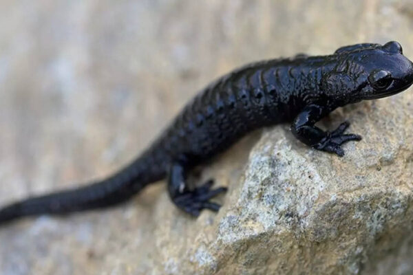 Meet the Alpine Salamander: Nature’s record holder for longest pregnancy