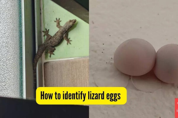 How to identify lizard eggs indoors and get rid of them safely