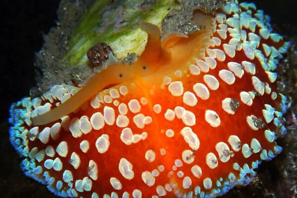 Umbrella slug: The animal that holds the world record for growing the most teeth
