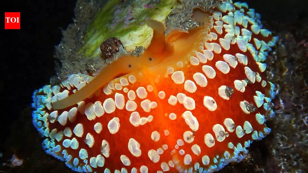 Umbrella slug: The animal that holds the world record for growing the most teeth