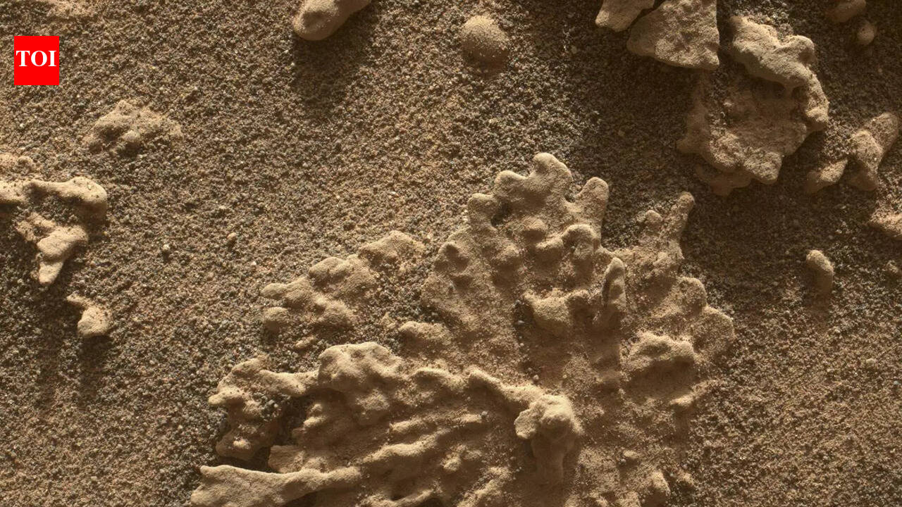 NASA’s Curiosity finds a Mars rock shaped like coral in a close-up image