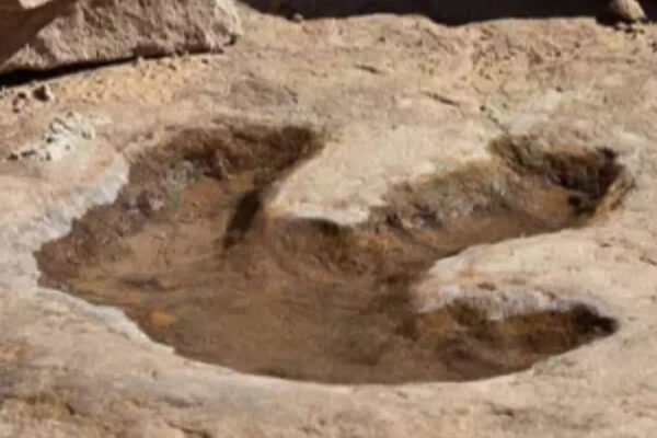Australia uncovers the world’s largest dinosaur footprints from 130 million years ago