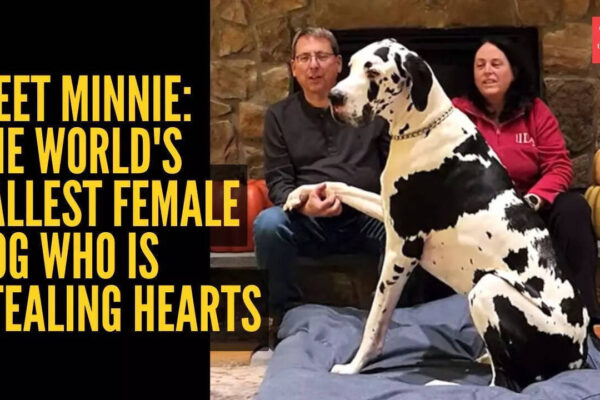 Meet Minnie: The world’s tallest female dog who is stealing hearts