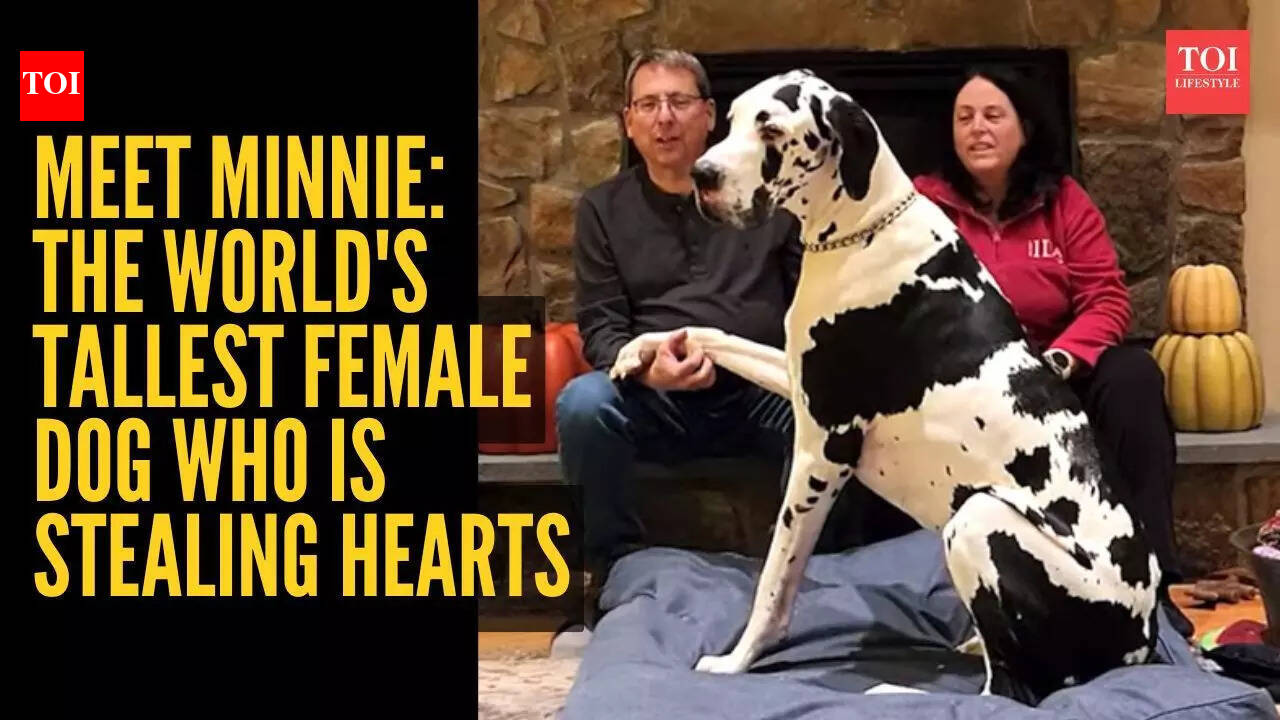 Meet Minnie: The world’s tallest female dog who is stealing hearts