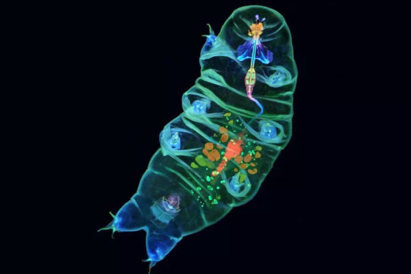 These tiny “water bears” are going to space and scientists think they could change space travel