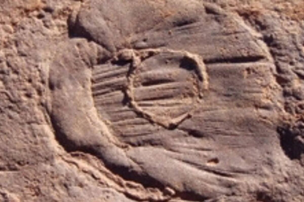 The hidden chemical process that saved 570-million-year-old soft animals in sandstone