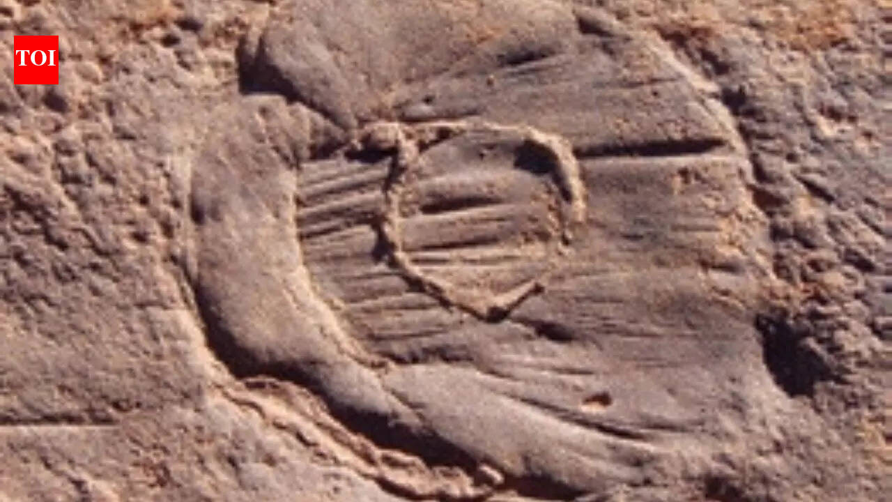 The hidden chemical process that saved 570-million-year-old soft animals in sandstone