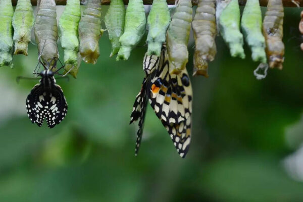 Scientists discover that butterflies remember life lessons from their caterpillar days