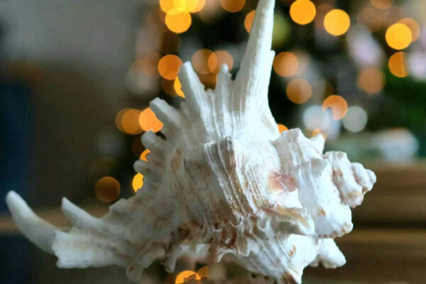 What is Conch Shell? Vastu benefits and the right way to place Shankh