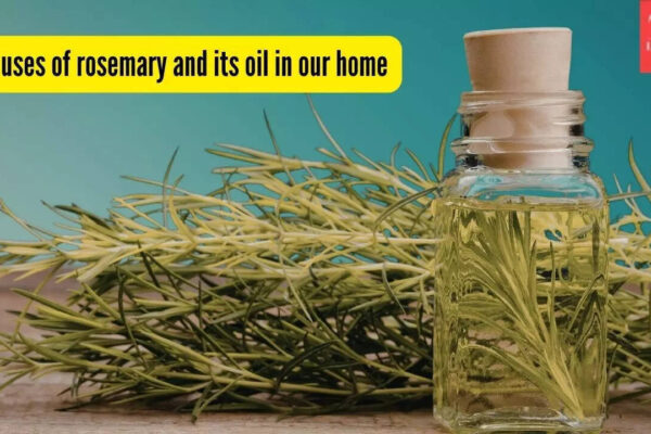 5 uses of rosemary and its oil in our home and garden