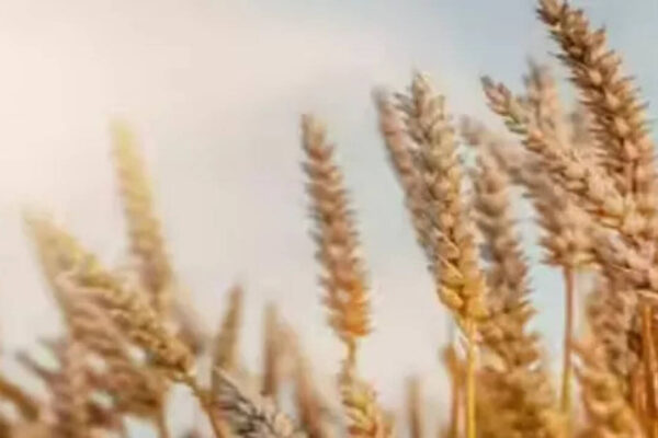 Govt likely to consider allowing export of wheat | India News