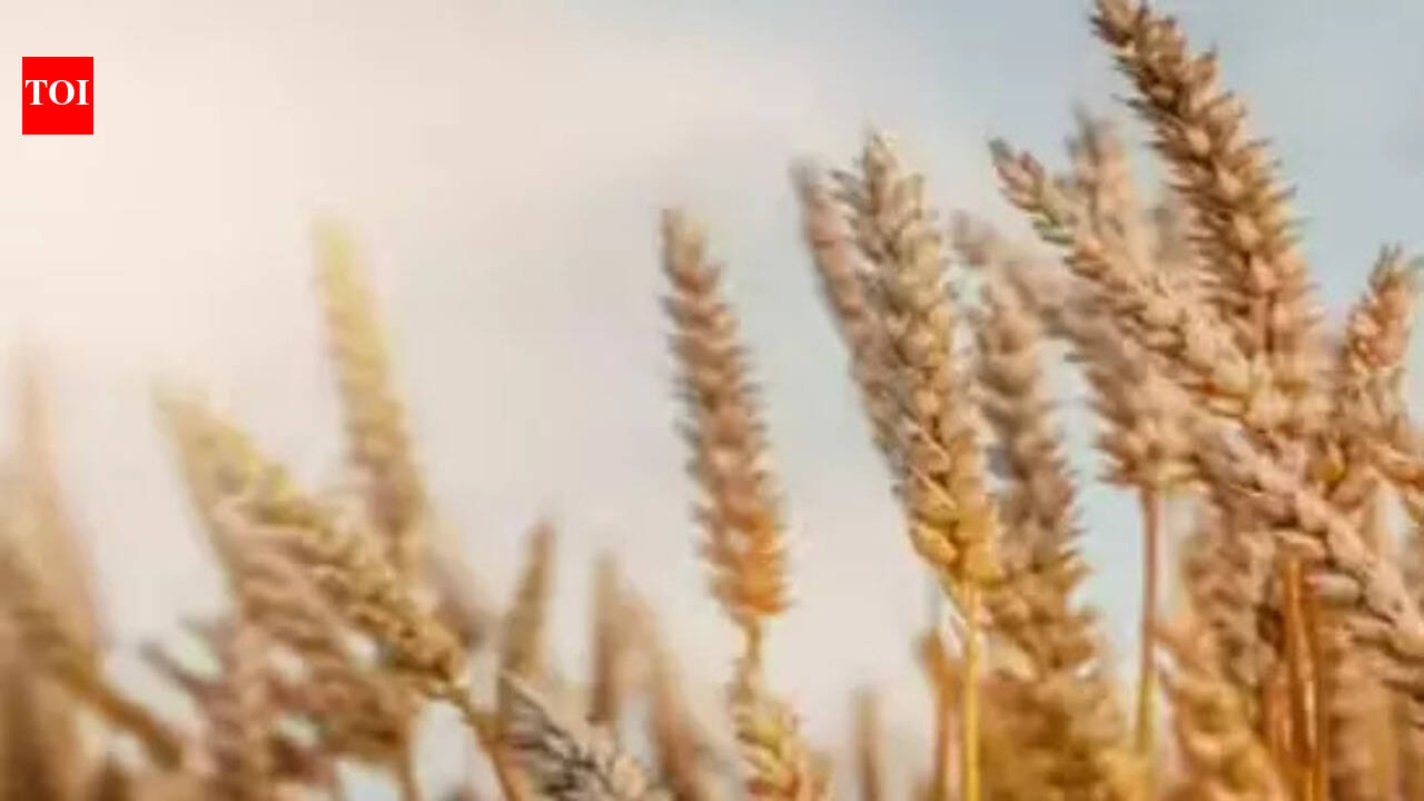 Govt likely to consider allowing export of wheat | India News