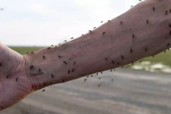 Mosquitoes now prefer to feed on humans instead of wildlife: Study finds shocking reasons behind the shift