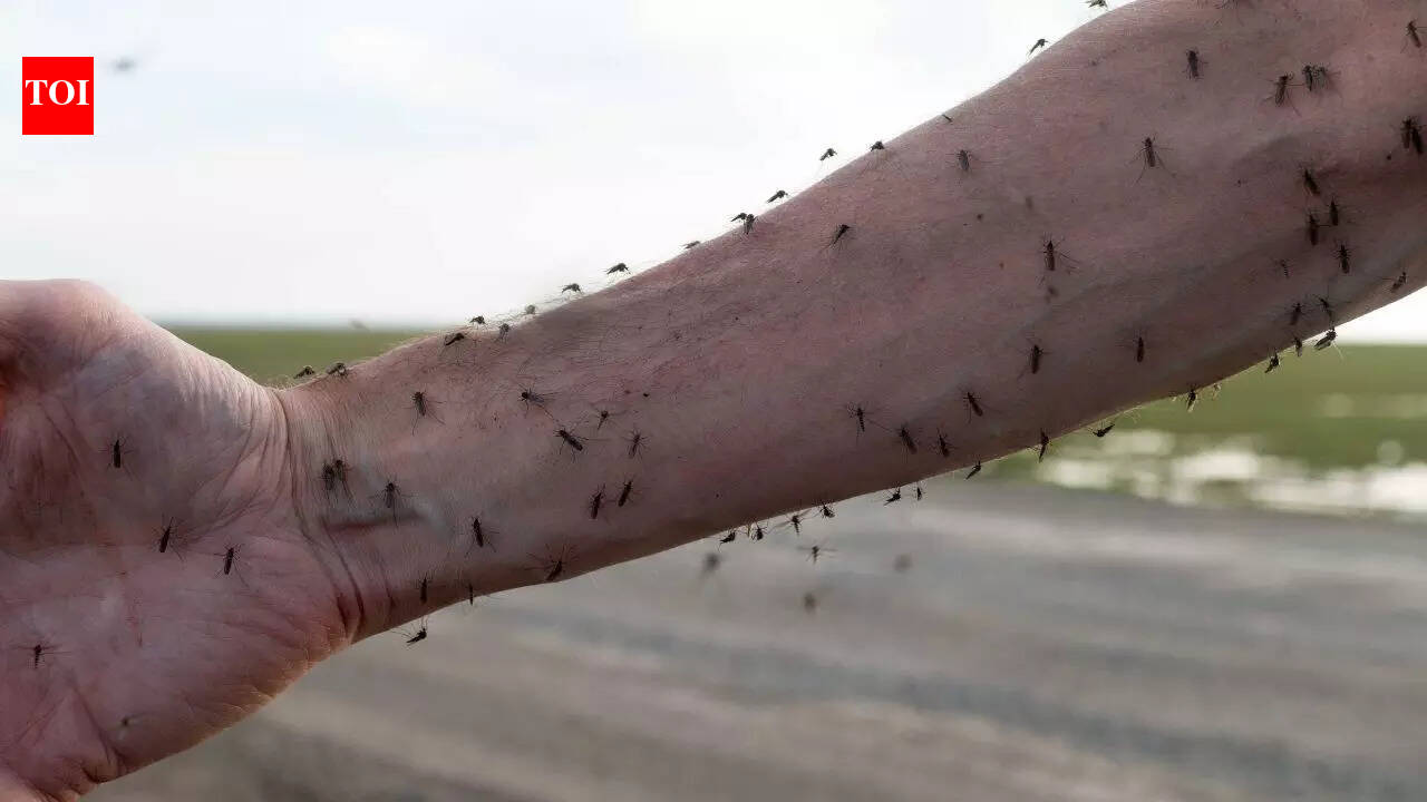Mosquitoes now prefer to feed on humans instead of wildlife: Study finds shocking reasons behind the shift