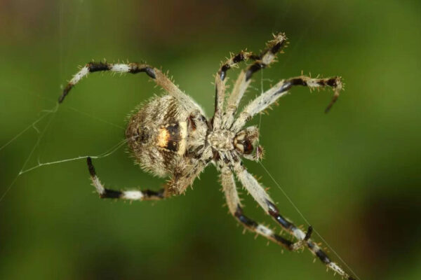This tiny Madagascar spider spins silk 10 times stronger than steel and scientists are stunned