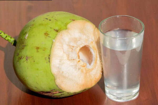 How nature fills coconuts with fresh water before they even fall from the tree