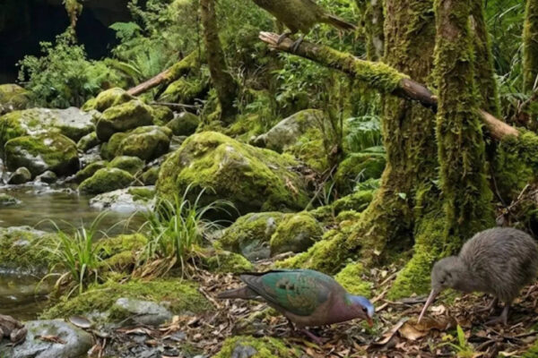 ‘Long lost cave in New Zealand’ reveals million-year-old wildlife, extinct birds, and a Kākāpō ancestor | World News