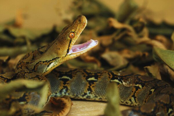 The temple that houses pythons, lets them go out to hunt, and welcomes them back |