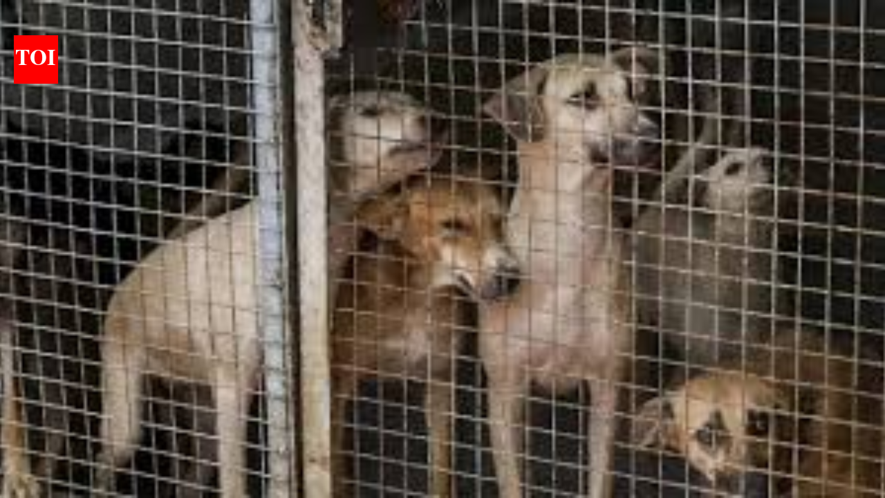 Killing of stray dogs continues in Telangana village, case booked