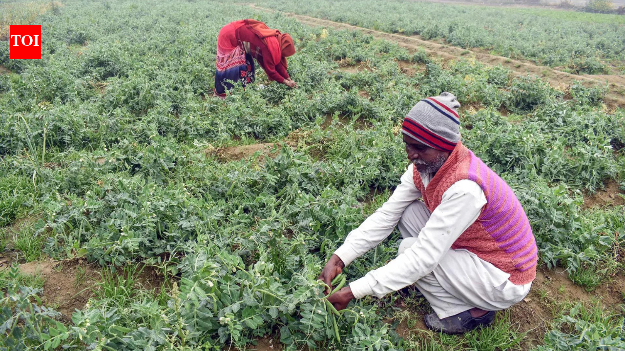 Photo credit: ANI KURUKSHETRA: The Bharatiya Kisan Union (BKU) Charuni has strongly criticised the Union Budget 2026–27 presented by the Central Government on Sunday, terming it anti-farmer, disappointing and far removed from ground realities. The farmers’ body said millions of farmers across the country had high expectations from the budget, but once again those hopes were dashed.In a statement issued after the budget presentation, the BKU (Charuni) media in-charge Rakesh Kumar Bains said the government focused heavily on technology, artificial intelligence, digital platforms and futuristic plans in its budget speech, while completely ignoring the immediate and pressing issues faced by farmers.Budget 2026’Nothing for common man, Bengal’: Mamata slams Centre’s ‘Humpty Dumpty’ budgetUnion Budget 2026-27: What gets cheaper, what gets costlierLatest income tax slabs FY 2026-27: What are the income tax slabs, rates under new and old tax regime after Budget 2026? Check full details & FAQs Subsidies, Jobs, AI Tool: FM Sitharaman Unveils Big Budget Boost For Agri Sector To Help Farmers The farm union pointed out that the budget remained silent on several key demands, including a legal guarantee for Minimum Support Price (MSP) for crops, the continuously rising cost of farming, sharp increases in prices of diesel, fertilisers, seeds and pesticides, and comprehensive loan waivers for debt-burdened farmers. It also criticised the absence of concrete measures for adequate compensation for crop losses caused by natural disasters and the failure to enhance the amount under the PM-Kisan Samman Nidhi scheme.According to the BKU (Charuni), the annual assistance of Rs 6,000 provided under PM-Kisan Samman Nidhi scheme has become inadequate in the present economic conditions and has effectively turned into a “mockery” for farmers. Despite repeated assurances by the government, no firm announcement was made in the budget to increase this amount. Similarly, the farm union expressed strong disappointment over the government’s continued silence on granting a legal guarantee to MSP, calling it a betrayal of farmers’ trust.The farmers’ union alleged that while the budget provides relief to corporates and promotes policies on paper, it fails to address the concerns of farmers who toil in the fields. “Farmers do not need Apps or speeches; they need fair prices, security and dignity,” the statement said.The BKU (Charuni) has demanded that the government immediately provide a legal guarantee for MSP, increase the PM-Kisan assistance to at least Rs 12,000 per year, implement loan waivers along with affordable credit facilities for farmers, and reform the crop insurance scheme to make it simpler, transparent and farmer-friendly.Warning of future action, BKU Charuni said that if the government continues to ignore farmers’ issues, it will not hesitate to adopt agitational measures to protect farmers’ interests.About the AuthorJaskaran SinghDaily news reporting from the field of agriculture, farmers, crime, health, environment, education, politics, and feature articles from Ambala (with coverage of Kurukshetra & Yamunanagar).Read MoreEnd of ArticleFollow Us On Social MediaVideosUnion Budget 2026 Bets Big On Rare Earths, Chips & Orange Economy: Nirmala Sitharaman’s Full SpeechBudget 2026: “Post Op Sindoor, Expected More…” FICCI President Anant Goenka Flags Defence GapsBudget 2026 Overview: What Citizens And Businesses Should KnowBudget 2026 Sets Long-Term Direction For India’s Economic Growth: KidwaiGrowth Momentum Will Continue Says FM Sitharaman As Budget 2026 Bets On Tech Cities And Reforms“All Talk, No Solutions” Oppn Slams Centre Over Economy, JobsUnion Budget 2026: FM Sitharaman Announces Key Customs Duty Relief Across Key SectorsPM Modi Calls Budget 2026 Historic As Reforms Empower Youth Women And India’s Growth Push’Nothing For Bengal’: Mamata Banerjee Attacks ‘Humpty Dumpty’ Union Budget 2026 As Markets TumbleIn First Budget Since Sindoor, FM Sends Signal On Security As Defence Outlay Jumps To ₹7.85L Crore123Photostories’Yeh Rishta Kya Kehlata Hai’, ‘Pavitra Rishta’ and more: Most popular love stories of TV shows6 tips to bake a perfect cake in an air fryerUnion Budget 2026: Complete list of commodities that will get cheaper and costlier in the food and beverage industryUnion Budget 2026: 6 nuts that got attention of the government and whyRohit Shetty, Salman Khan, Rakesh Roshan: Bollywood celebs who faced gunshot incidentsNo one Killed Jessica’, ‘Mrs. Chatterjee vs Norway’, ‘Veer-Zaara’: 5 fearless roles that prove Rani Mukerji is Bollywood’s ultimate Mardani!Union Budget 2026: From coconut to chocolate, things which have got attention in this year’s budget and whyTaylor Swift’s 7 most expensive possessionsCJ Roy death case: What remains unclear as the probe continues7 most memorable Grammy moments to rewind before the 2026 awards123Hot PicksBudget highlights 2026Budget Income Tax SlabUnion Budget 2026February 2026 bank changesIncome Tax CalculatorPublic holidays February 2026Bank Holidays februaryTop TrendingNirmala Sitharaman SareeMany Pacquiao vs Conor Height DifferenceBengaluru Worker Dead NewsMLB Trade RumorsDwyane Wade WifeSnowboarder Ryan Wedding CaseUnion Budget Speech LiveStock Market BudgetUnion Budget SpeechGold Silver Rate Today