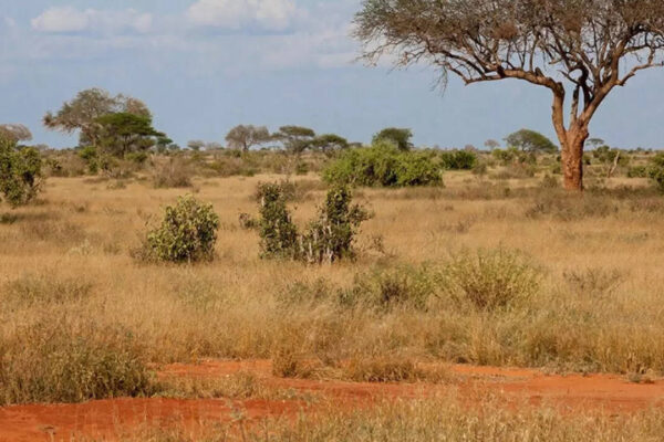 Michigan scientist uses 750-year-old Indian poems to show western India’s savannas were never ruined forests