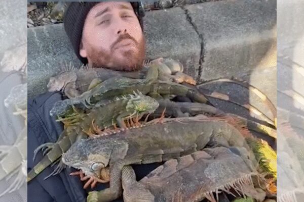 Florida man uses ‘cold-stunned’ iguanas as ‘blankets’ in bizarre viral video
