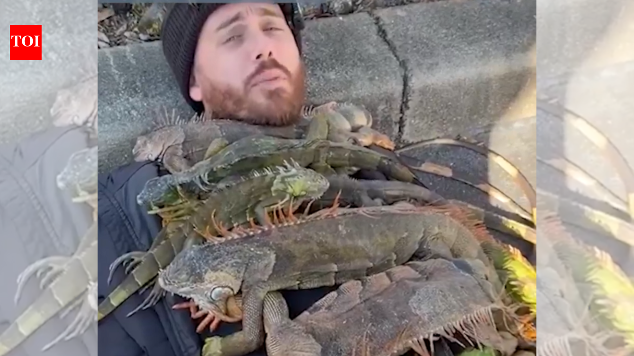 Florida man uses ‘cold-stunned’ iguanas as ‘blankets’ in bizarre viral video