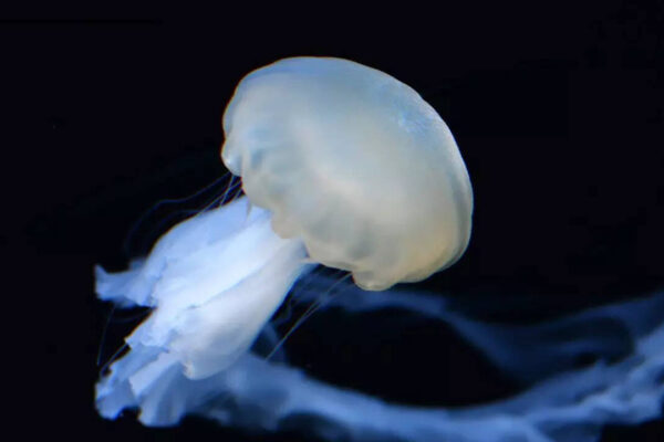 Scientists discover that jellyfish sleep like humans and it may explain the origin of sleep