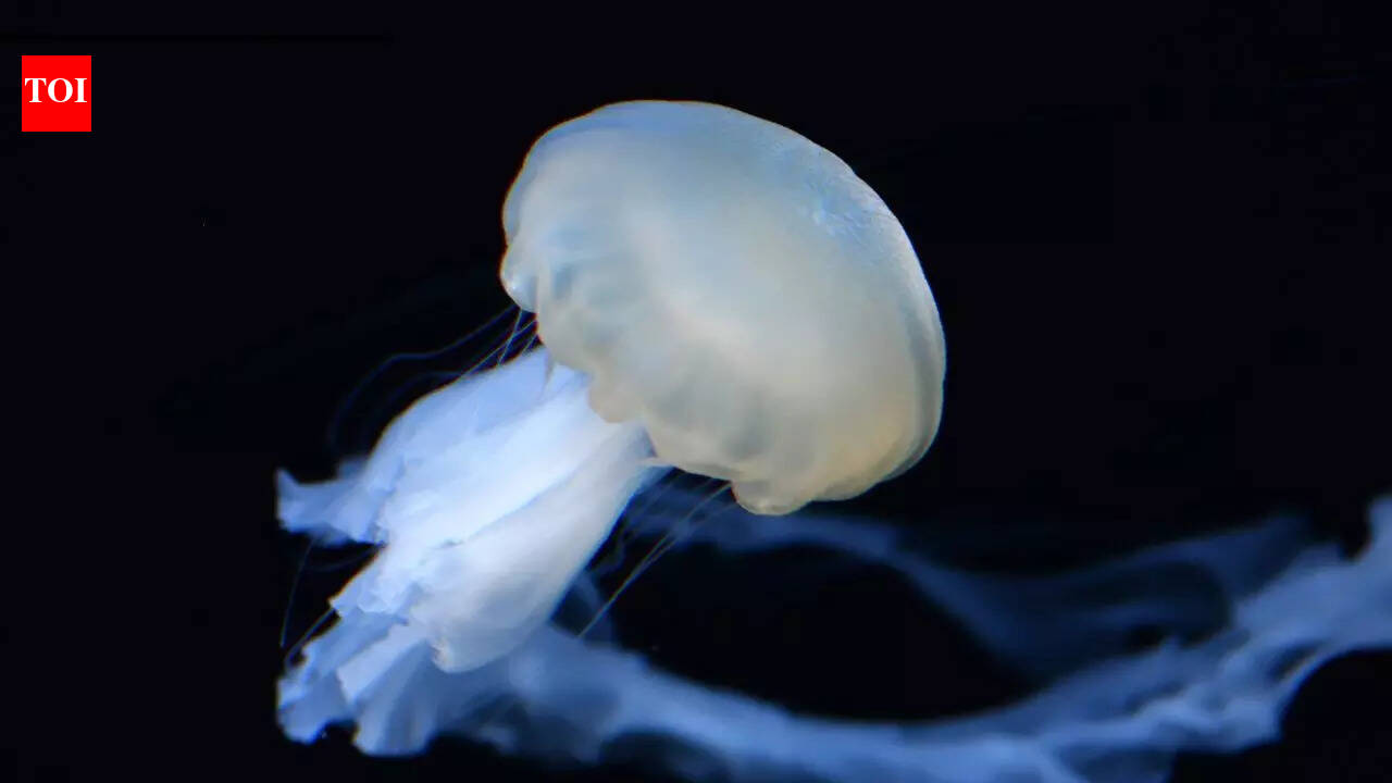 Scientists discover that jellyfish sleep like humans and it may explain the origin of sleep