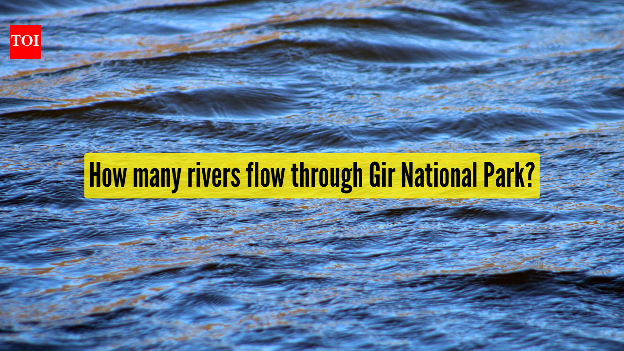 Gir National Park: How many rivers flow through Gir National Park? A closer look at its lifelines |