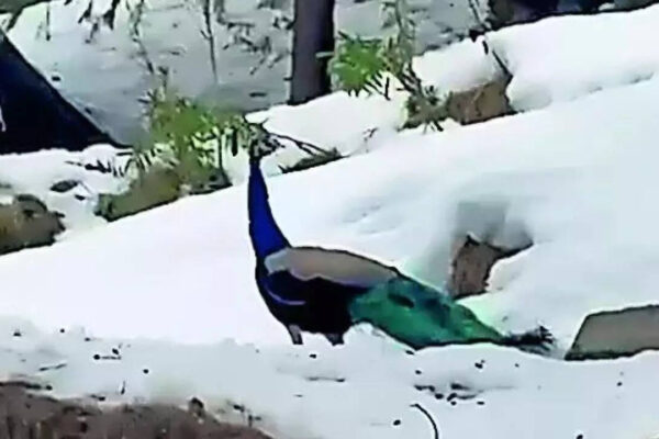 Peacocks at 6,000ft spark concerns over climate change impact | India News