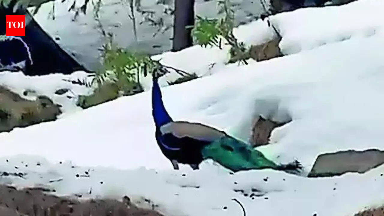 Peacocks at 6,000ft spark concerns over climate change impact | India News