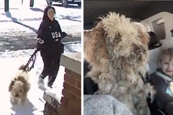 ‘Baffled and confused’: US woman faces charges for rescuing abandoned dog from freezing snowstorm
