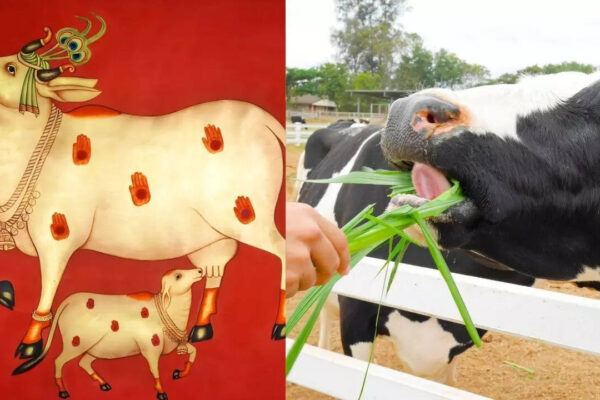 Why are cows worshipped in Sanatan dharma? Why should you feed cows as per Hindu culture?