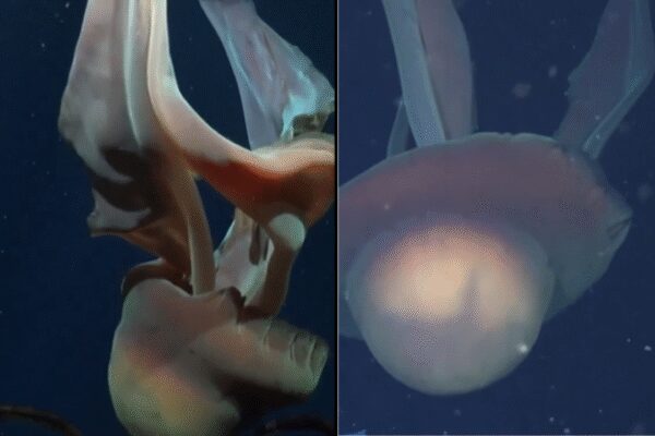 Giant phantom jellyfish filmed deep off Argentina’s coast — watch