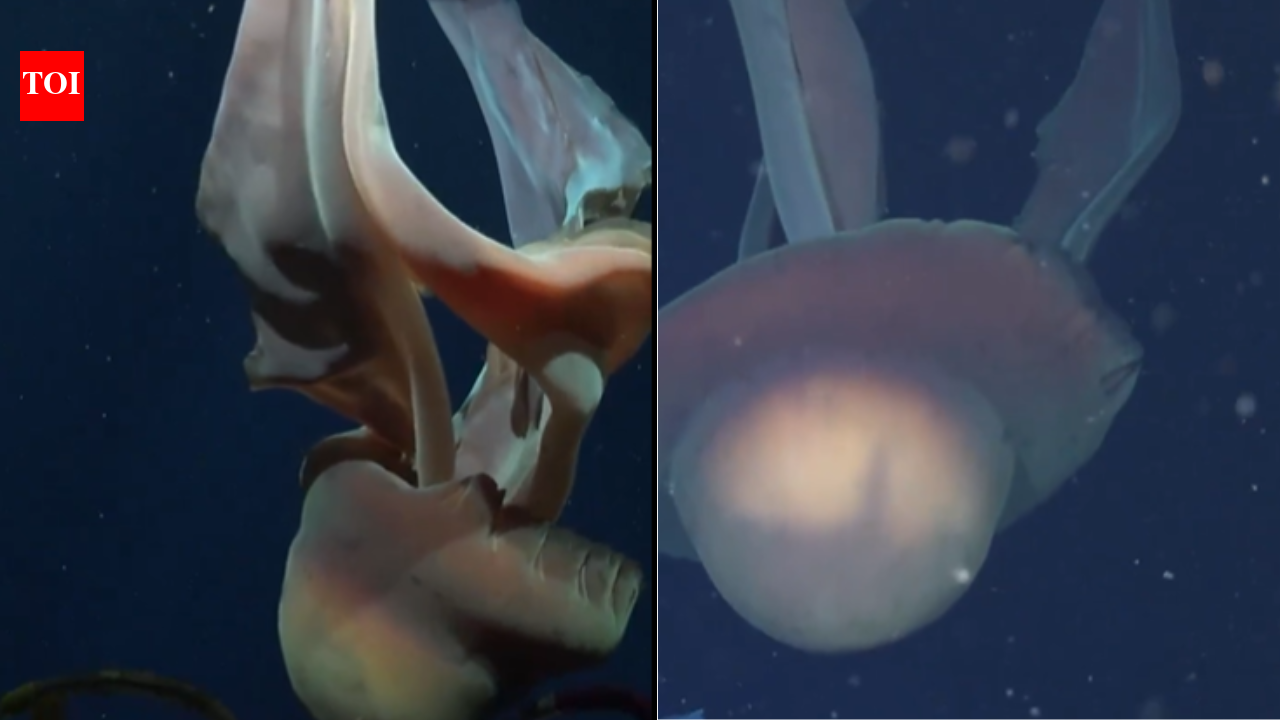 Giant phantom jellyfish filmed deep off Argentina’s coast — watch
